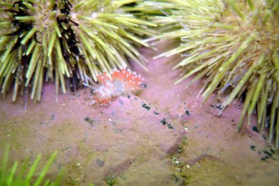 Red Gill Nudibranch (amongst Sea Urchins)