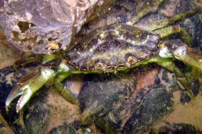 Green Crab