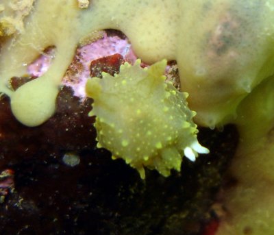 Rim-backed Nudibranch