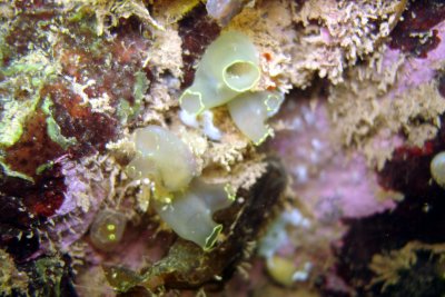 Sea Vase