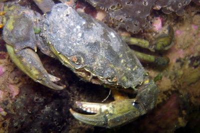 Rock Crab