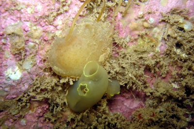 Sea Vase