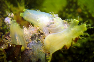 Sea Vase