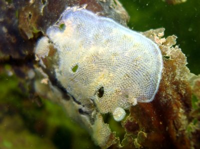 Sea Lace