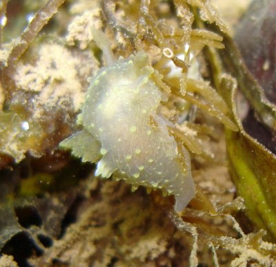 Rim-backed Nudibranch