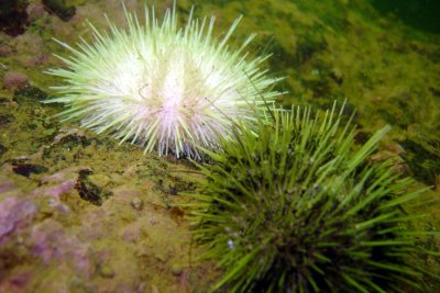 Albino Urchin..!