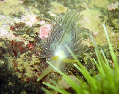 Salmon-Gilled Nudibranch
