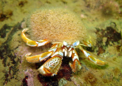 Hermit Crab with Snail Fur