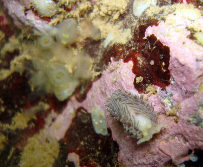 Salmon-Gilled Nudibranch with Sea Vase in background