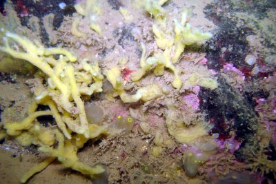 Tough Yellow Branching Sponge
