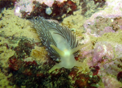 Salmon-Gilled Nudibranch