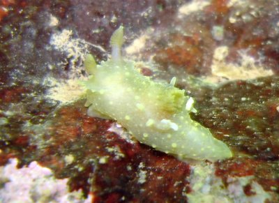 Rim-backed Nudibranch