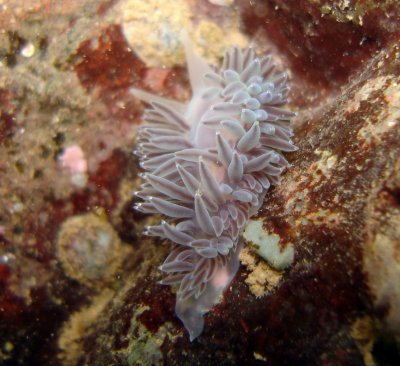 Salmon-Gilled Nudibranch