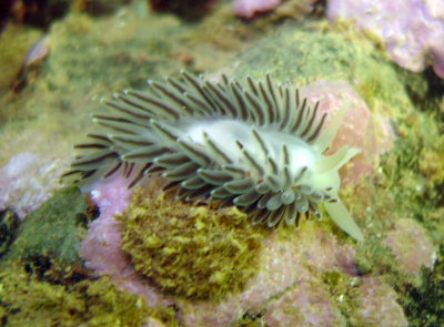 Salmon-Gilled Nudibranch