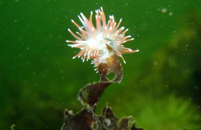 Red-Gilled Nudibranch