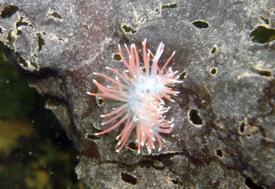 Red-Gilled Nudibranch