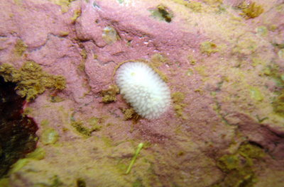 White Dorid