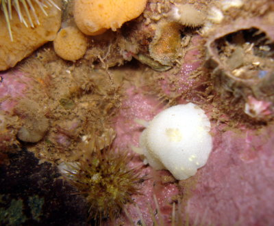 White Cadlina (nudibranch)
