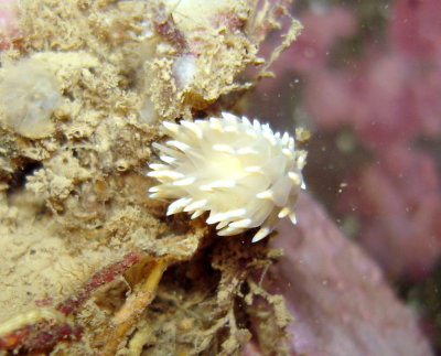 Eubranchus Tricolor Nudibranch