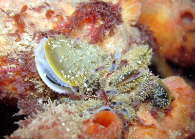 Sea Mussels nesting on Stalked Tunicate