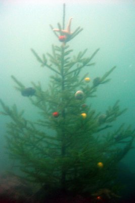 Christmas Tree Dive, December 2006