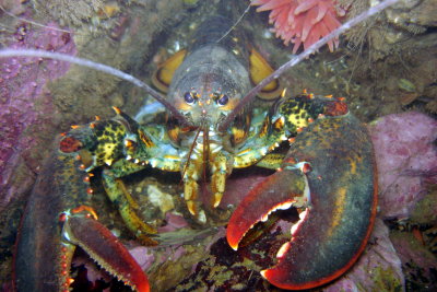 Northern Lobster