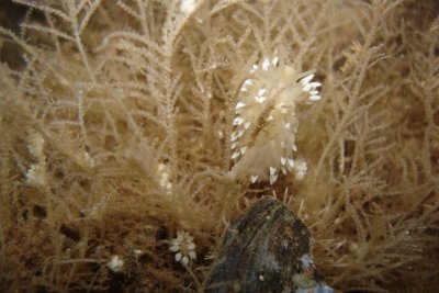 In bottom left of photo, several Doto formosa.. this hydroid was full of them.  Thanks Al Shepard for the identification!!  http://www.seaslugforum.net/factsheet.cfm?base=dotoform