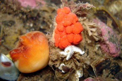 Sea Peach to left, closed clump of Red Soft Coral