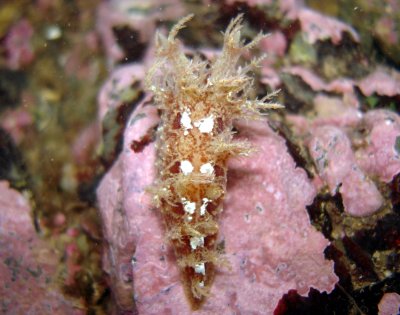 Bushy Backed Nudibranch (top view of that interesting colour variation!)