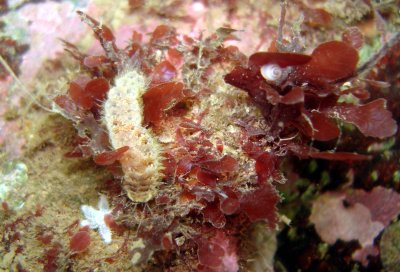 Worm on Red Algae