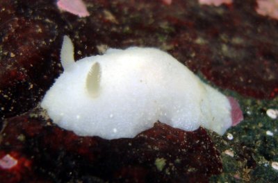 White Cadlina Nudibranch