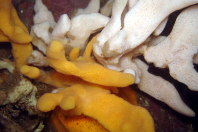 Palmate Sea Sponge