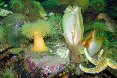 Display of Slime Worms, Frilled Anemone, Sea Peach, Sea Star