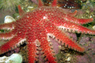 Spiny Sunstar