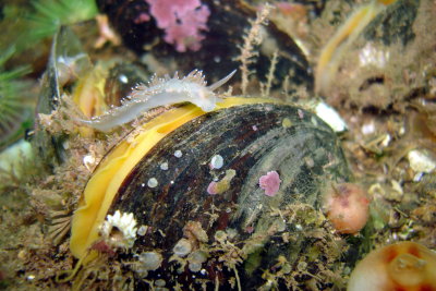 Red Gill Nudibranch on Mussel
