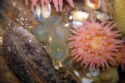 Slime Worms & Anemone