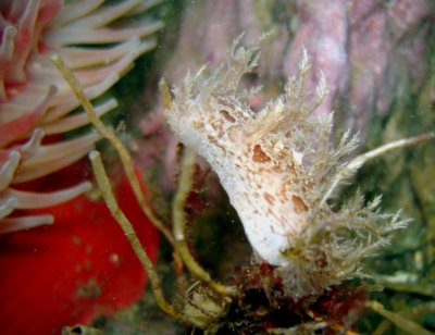 Bushy-Backed Nudibranch