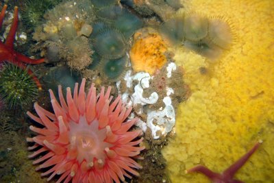 Nice display (blood star, anemone, sponge, slime worms)