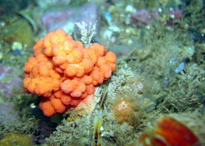 Red Soft Coral