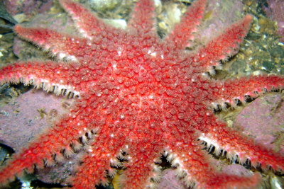 Spiny Sunstar