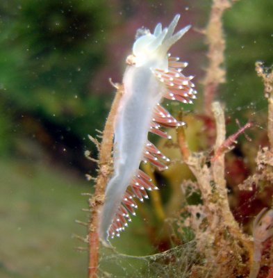 Red Gilled Nudibranch munching on Hydroid