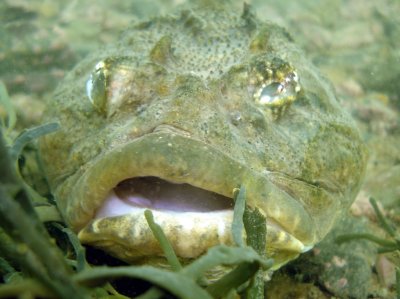 One-eyed Sculpin giving me the look