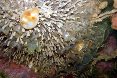 Cluster of Feather Duster Worms