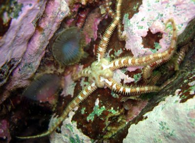 Daisy Brittle Star