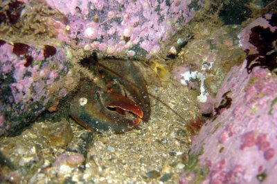 Small lobster hiding under rock