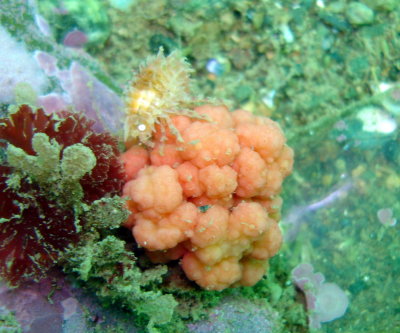 Red Soft Coral with some sort of bug on it (??)