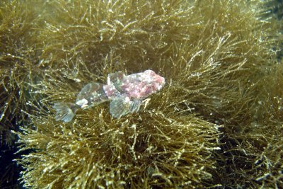 Juvenile Sculpin