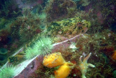 Sculpin resting on ledge