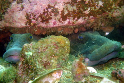 Ocean Pout couple (so cute!!)