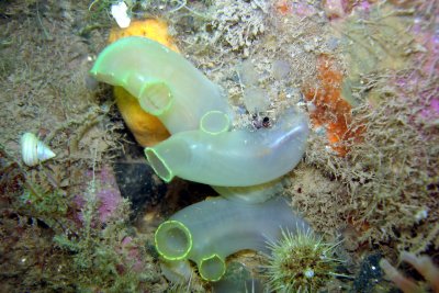 Sea Vase
